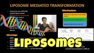 Liposome Mediated Transformation | Genetic Engineering | Tamil | Gene Transfer | ThiNK VISION | tnk