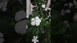 Hybrid Nayantara Flowering plants #shorts#flowers #gardening #roofgarden #greenleafs636#vlog #art