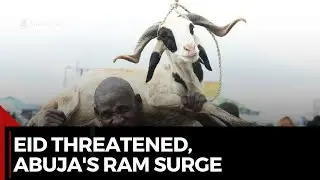 Ram Prices Skyrocket in Abuja: Eid-el-Kabir Celebrations at Risk!
