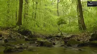 30 minutes of Relaxing Bird chirping Sounds, River flowing for Sleeping, Meditation, Relaxation