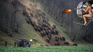 Feral Pigs Removed on The Run - Best Hunting Wild Boar by Helicopter #wildhog