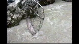 Dip Net Fishing for salmon in the Copper River, Alaska -- catching silvers and kings