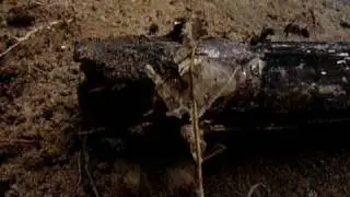 Razor-toothed Brazilian Ants