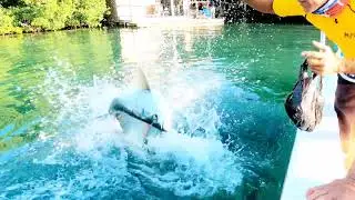 FEEDING TARPON FISH 🐠🐟 || OUR LAST STOP AFTER OUR TOUR || CAYE CAULKER, BELIZE2021