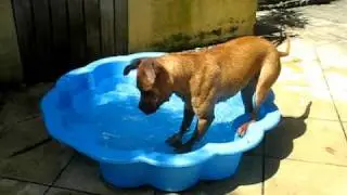 Juno's Pool Adventures