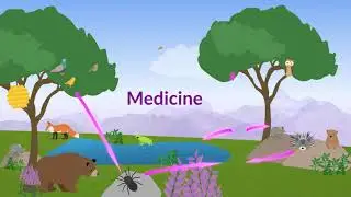 Biodiversity