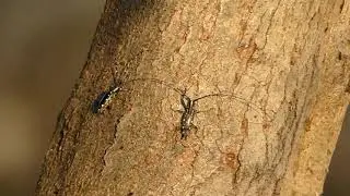 Yellow Spotted Longhorn Beetle Male Searches for Mating Partner not with Eyes but with Long Antennae