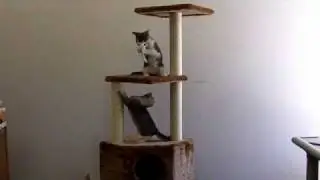Houston Cat Tree by Kitty Mansions