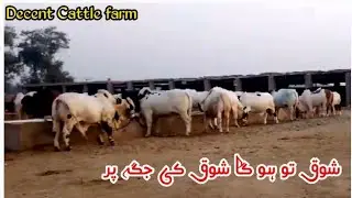 Decent Cattle farm pory Farm Ka Visit Episode 1