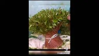 Boranaati hongen beylada butee fi Harargeti hongen jimaa kenyan  bute gargaruma hin qabu Save Harage