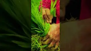 Lost in nature.#Nature #Wildlife #NatureChannel #RelaxingVideos #PeacefulNature