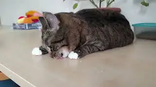 After eating Catnip #cat #catnip #meme