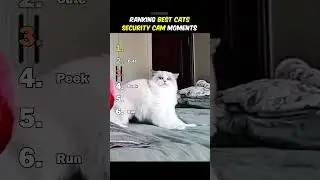 Рейтинг лучших моментов с камер видеонаблюдения за кошками
