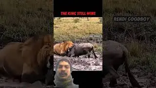 Lion King vs Wildebeest | Battle of Egos Ends in Defeat #trending #animals #wildlife #lion #viral