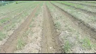 How to cultivate wheat on raised beds, بیڈز یا وٹو پر گندم کاشت کرنے کا طریقہ
