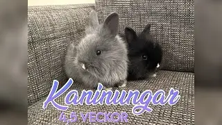 Kaninungar 4,5 veckor - Kull Minta & Rallie