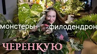Черенкую Монстеры и Филодендрон