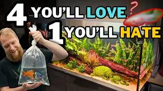 5 New Fish for the 600L! One of them is going to divide opinions...
