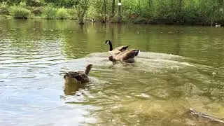 #2 U.K. Horley Riverside Garden Park with Goosе in lake close Gatwick Airport |Парк в Англии