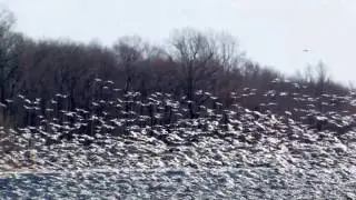 Snow Geese at Merrill Creek Reservoir in western New Jersey