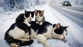 A Kind Old Man Saves an Injured Mother Cat & Her Kittens | A Heart-Touching Rescue Story