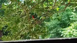 northern Cardinal sing in nature
