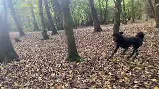 Purmerbos