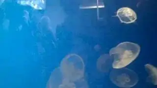 Jul 30 2009 - VID00029