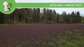 Purpurrote Taubnessel - Jungpflanzen-Feld - 30.0 3.18 (Lamium purpureum) - Pflanzen-Bestimmung