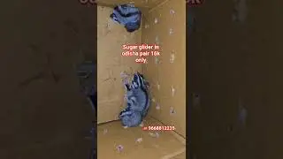 Sugar glider in odisha only 16000 pair.#odisha#sugarglider#exotic#pets#petshop#sale#online#cuttack