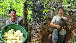 Unexpected Wild Boar Encounter in the Forest &ndash; Primitive Trapping Without Tools