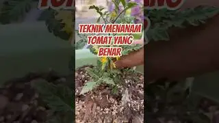 Teknik Menanam Tomat yang Benar