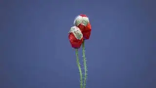4K Time Lapse Flower Blooming  Free HD Videos   No Copyright 480p