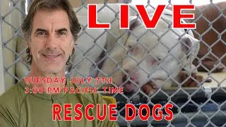 RESCUE DOGS LIVE - What is best for Shelter Dogs