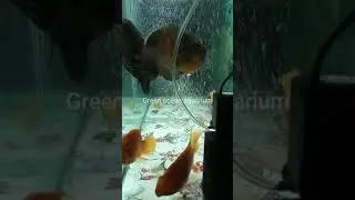 Oscar fish |Tiger oscar | Parrot fish | Cooper oscar fish |aquarium |