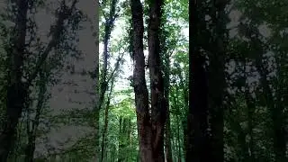 Интересный вид больших деревьев в горном лесу Interesting view of large trees in mountain forest