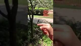Broad winged damselfly (Hetaerina titia) takeoff in slow motion