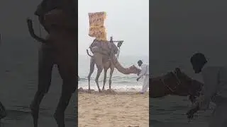 angry camel 🐪🐫 out of control 😳🤯😬#shorts