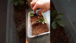 Установка вольера для паучков Grammostola pulchripes! 🕷🕸 #шорты