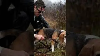 Mysterious Hero Rescues Dog from Rusty Trap in the Rain