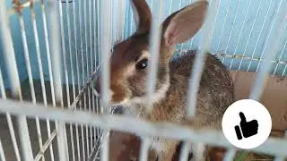 Coelho Tapiti ou selvagem (Sylvilagus brasiliensis) Rabbit Tapiti.