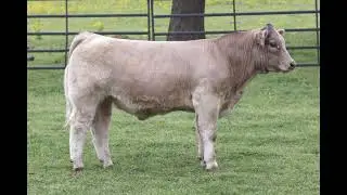 Kent Sc 431