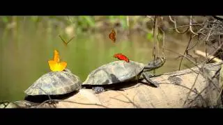 Legends of the Peruvian Amazon