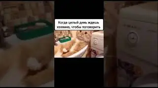 Жалуется 😂 #приколысживотными #cat #shortsvideo #shorts
