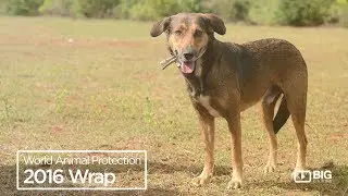 World Animal Protection : 2016 Wrap