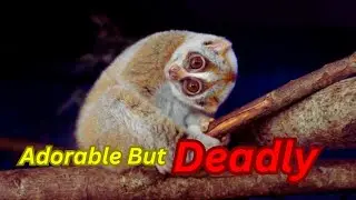 The Cutest Danger: Slow Lorises' Secret Venom! | #animals #facts #viral