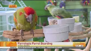 Parrotopia In Citrus Heights -- Boarding Birds For Fire Victims