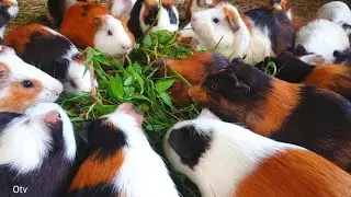 Eating Guinea pig asmr, cute baby animals eating, morning eating Guinea pig for the first time