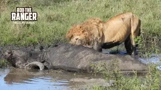 Muddy Buffalo Breakfast For Lions! | Lalashe Maasai Mara Safari