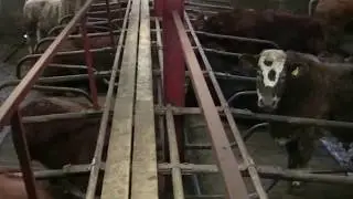 Beef Cattle on Teemore  Pasture Mats & Cubicles,  Cleaned by Pollock automatic scrapers